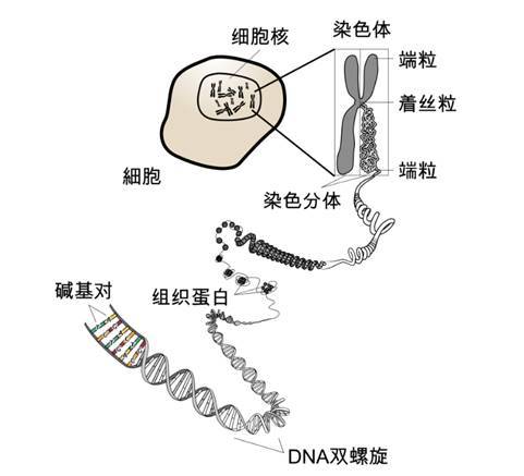 染色体的四级结构图片