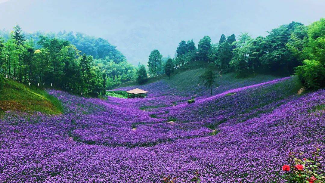 大邑的这杯花果茶就是浓缩的天府花溪谷精炼的锦绣安仁花卉公园简直爱