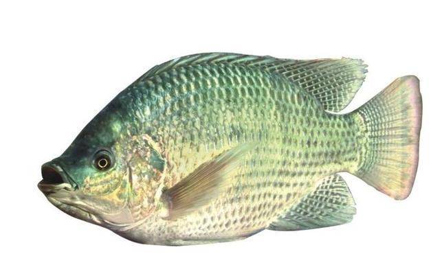 编辑第二名 罗非鱼(给我一对罗非鱼苗,可以让一个水库繁殖出千千万万