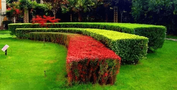 筑邦学堂|园林景观经典元素—绿篱的运用