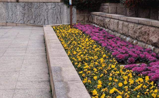 原创常熟街心花园梅花灿烂绽放疫情中的街巷空旷安静行人寥寥无几