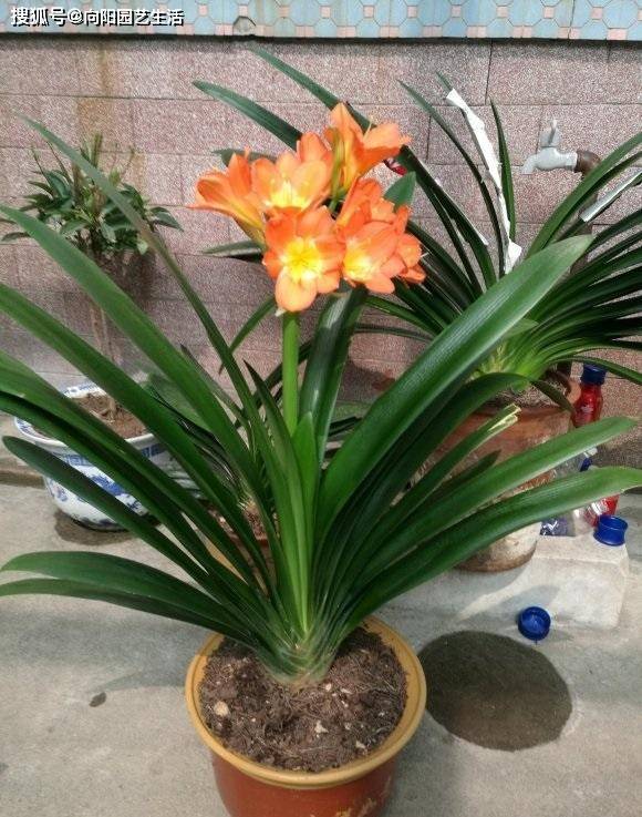 过君子兰在夏天还能开花,正常的君子兰花期都是在冬天的12月-2月份,没