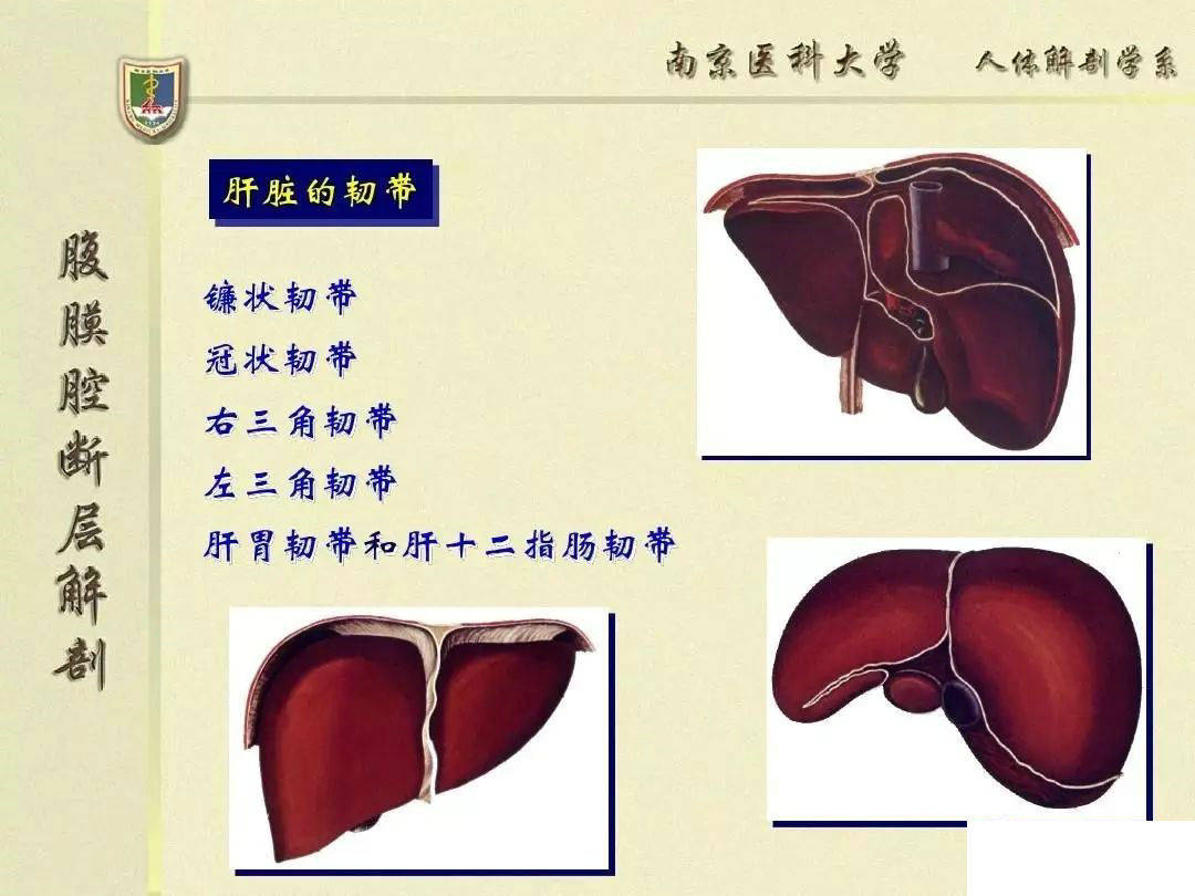 器官的示意圖很不錯)第三篇(中英雙語,外來插圖,講述結構的臨床意義)