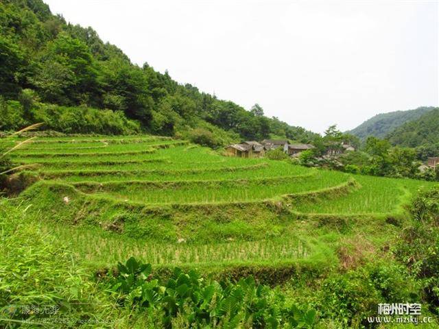 村头村尾飞流成瀑,野花野果芳香扑鼻,蜻蜓在田里自由地飞行,这就是