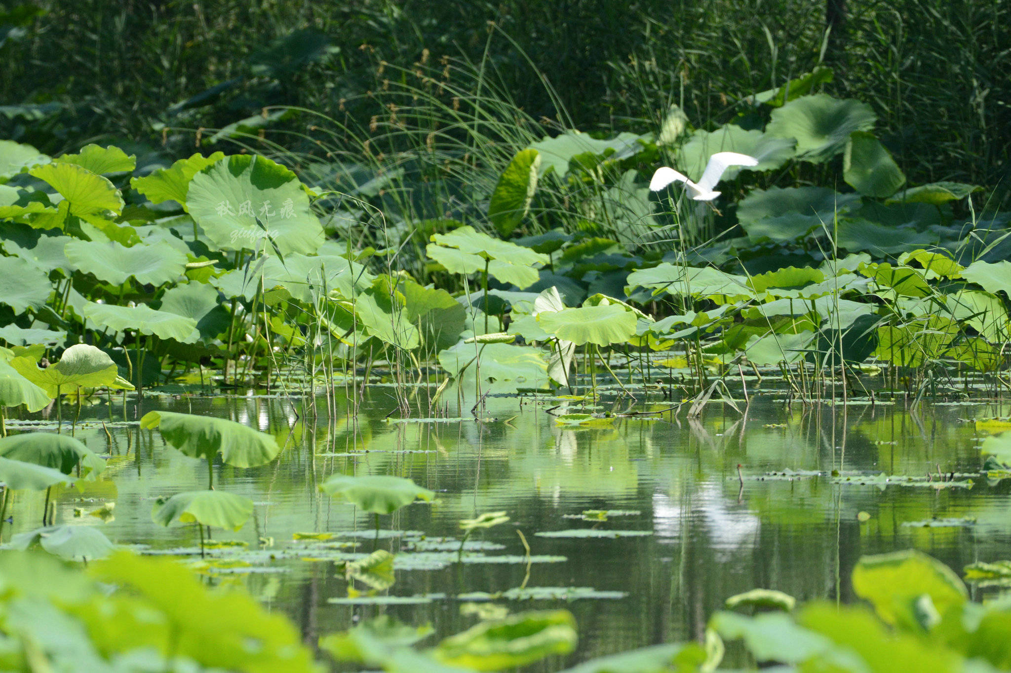 原创莲花白荷花红,夏风吹绽浐灞的水影花意