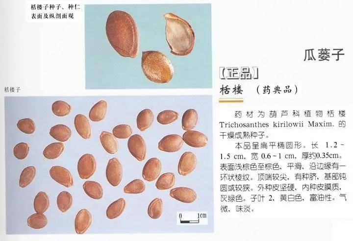 【中药鉴别】瓜蒌