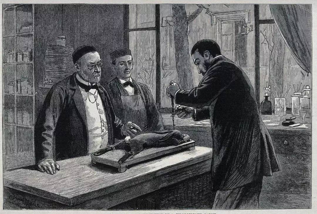 巴斯德用死去的兔子做实验