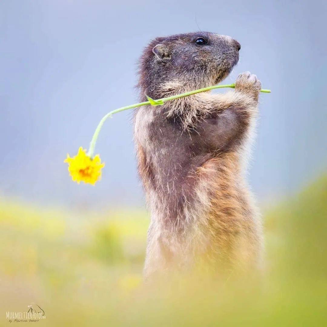 土拨鼠图片来自大钟山instagram@grossglocknerhochalpenstrasse