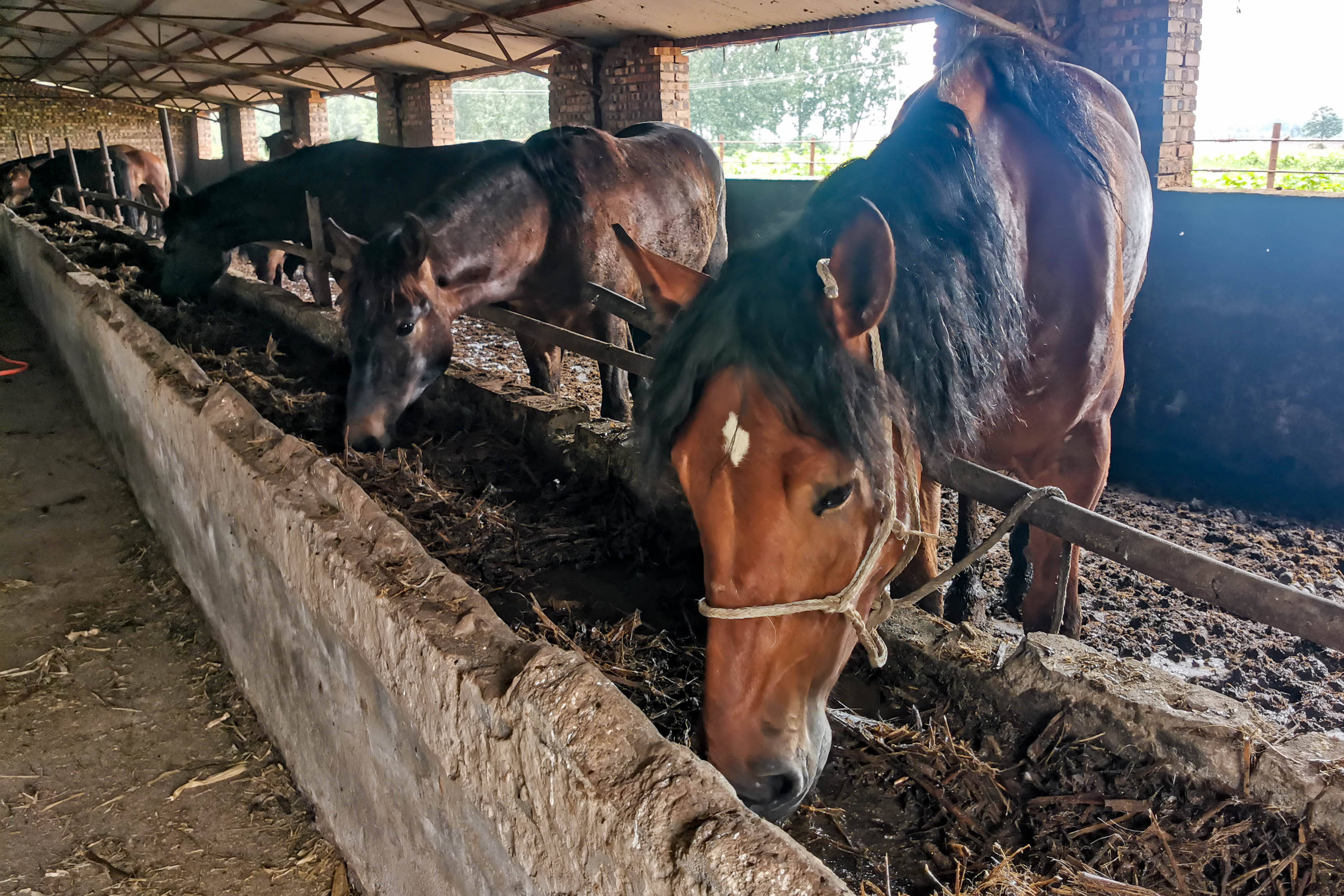 他靠贩活牛活马为生牛十五元一斤马十三元一斤年赚八十万