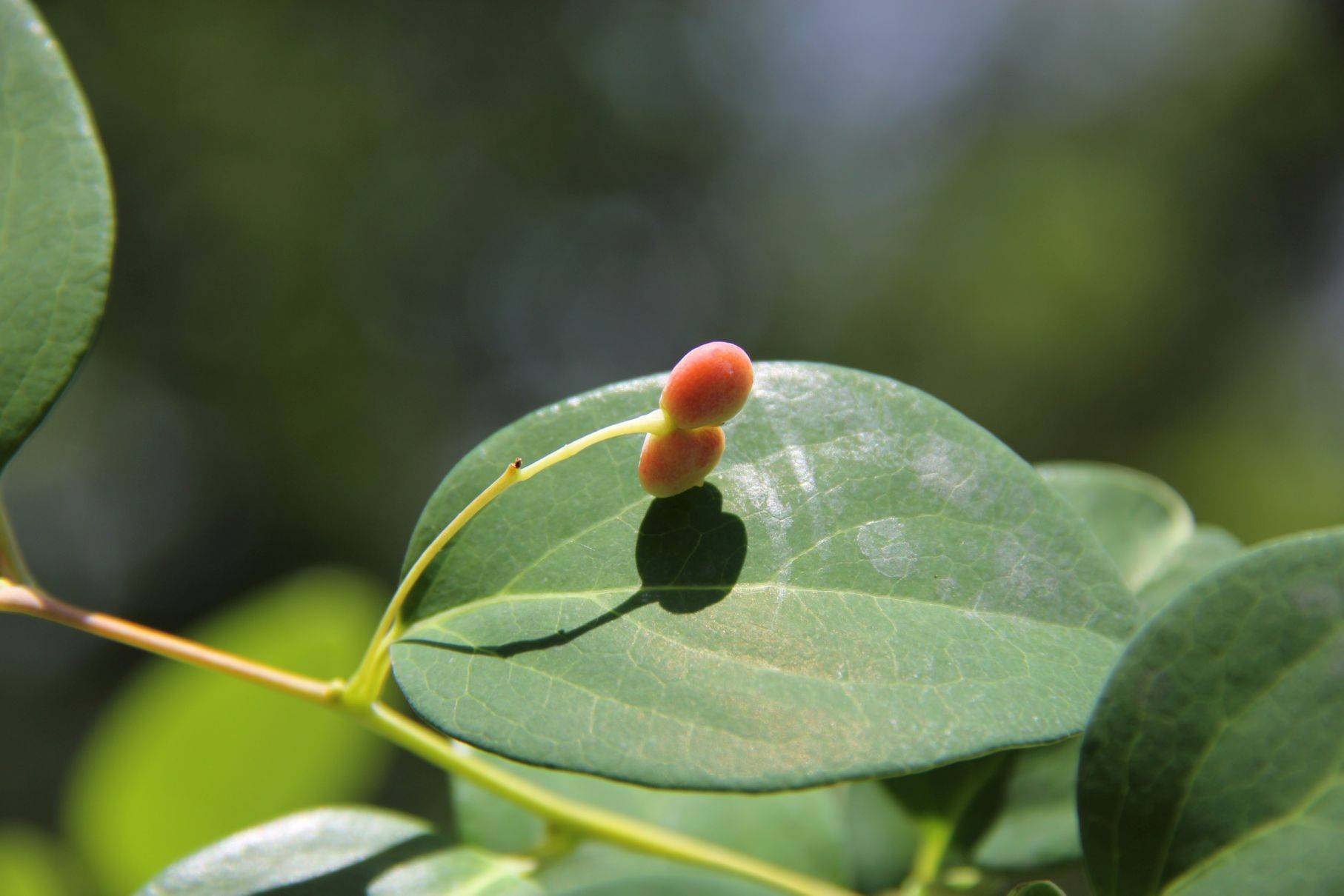 庆元植物1171-清风藤科-清风藤属-灰背清风藤