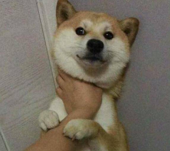 狗狗的脖子后面有什么秘密?为什么一旦被抓住就乖乖投降?