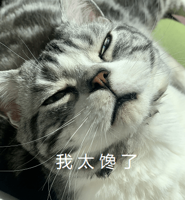 炎热夏季,可以给猫咪吃口冰淇淋吗?天气又热,喵星人又太馋