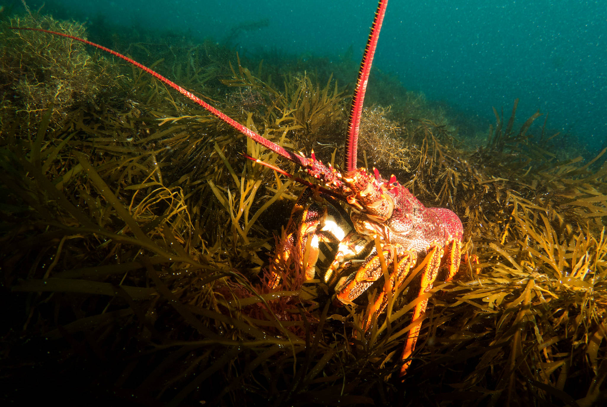 澳洲龙虾为何进口中国比较少外国游客潜水捕龙虾老被罚款为啥