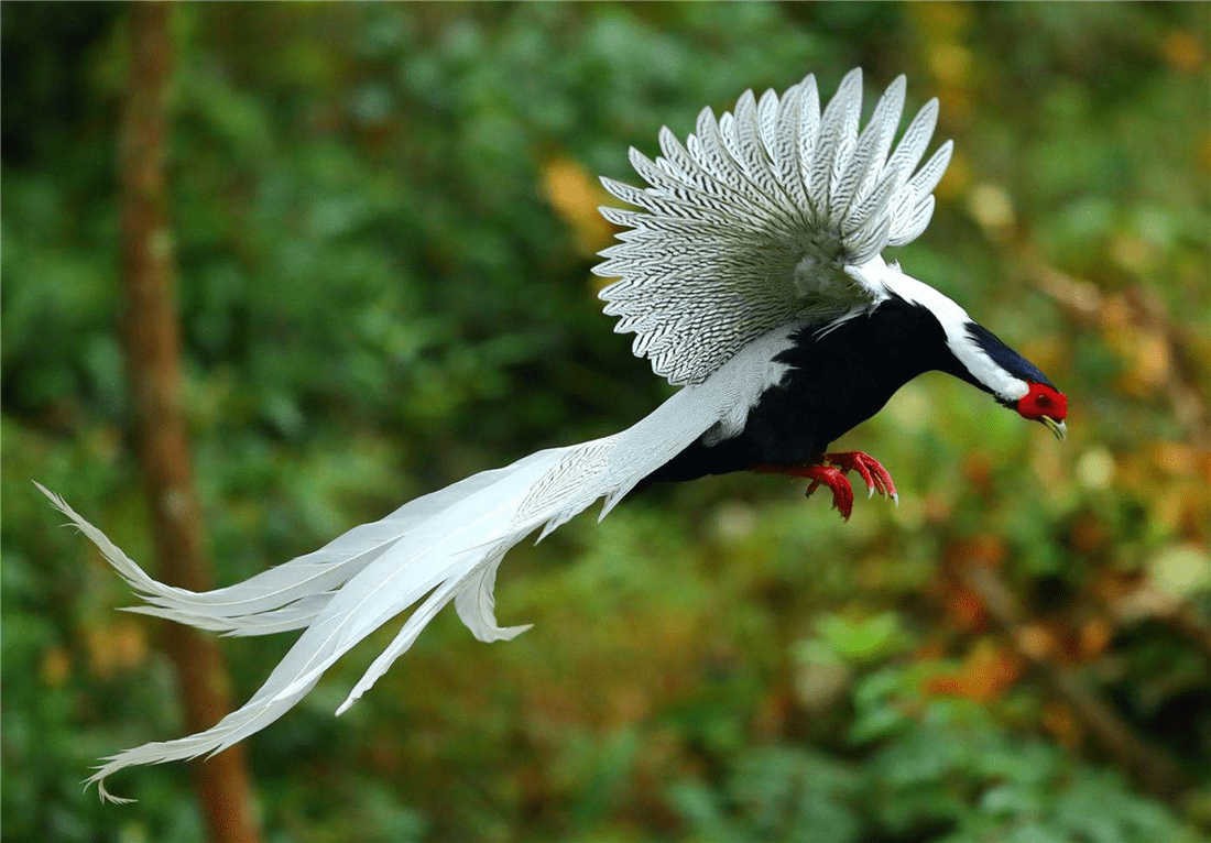 原創四川峨眉山出現一種仙鳥紅臉頰白長尾遇到危險雄鳥讓雌鳥先逃