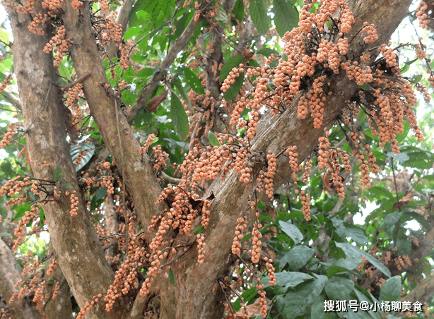 木乃果有止咳平喘,解毒止痒功效,主要用于肺气不降,喘咳,香港脚,稻田