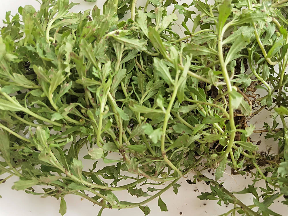 鹅不食草的学名叫做"石胡荽",其全草均可作为草药使用,具有发散风寒