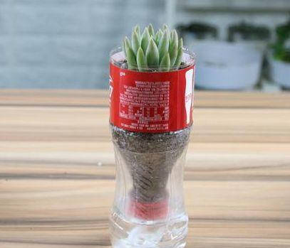 塑料瓶用完就扔?那才是真正的浪费,它可是养花神器啊!