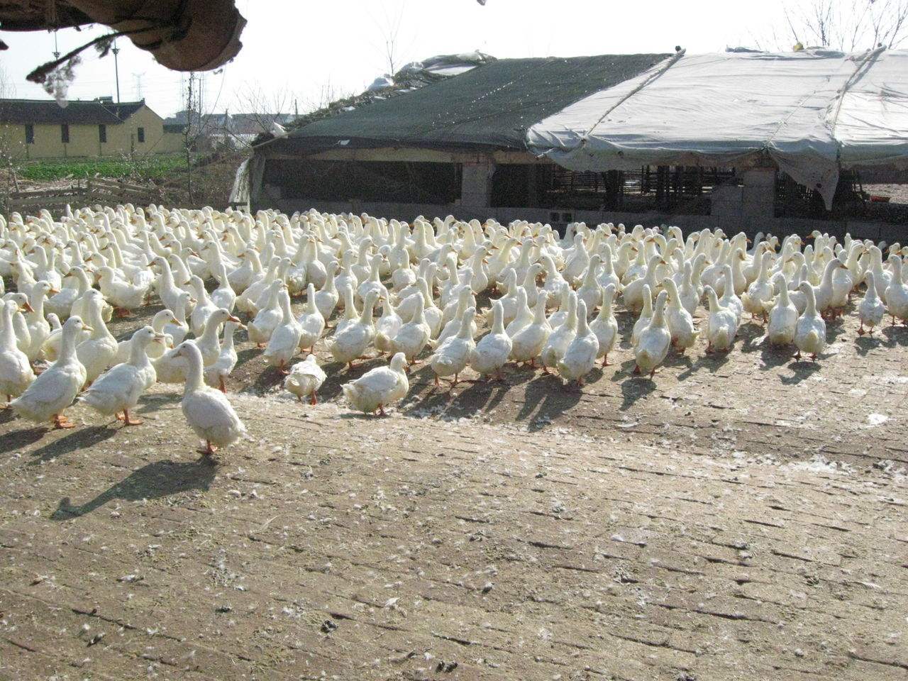 从破壳到出栏45天体重达到5―6斤的鸭肉能吃吗