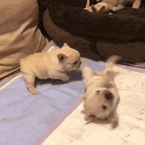 300_300gif 动态图 动图