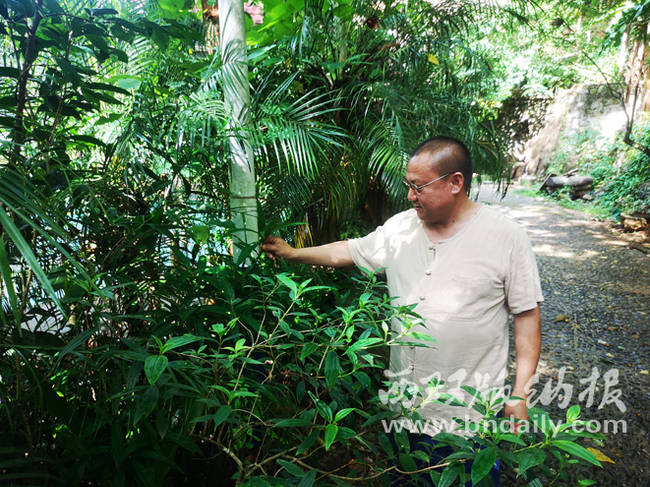 傣药南药野生资源保护的先行者——廖国荣