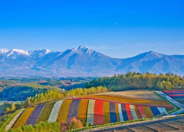 原創10種在北海道人氣觀光景點「富良野,美瑛」不可錯過的玩法