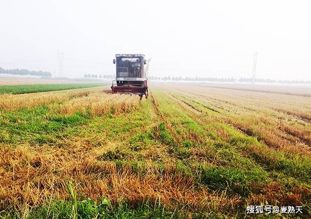 还是能够把麦壳儿吹扬得很远—机器的身后,也能看到一片麦草屑儿腾