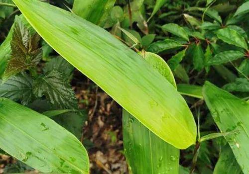 端午漂香,箬叶出口报关情系香港