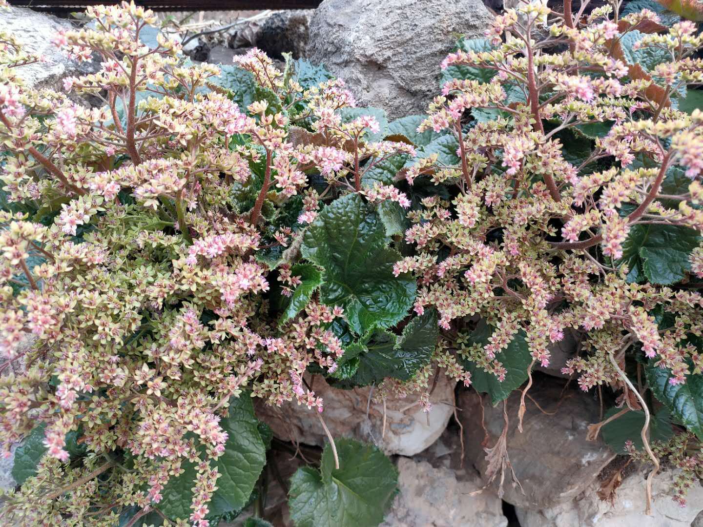 雾灵山的中国特有植物——独根草