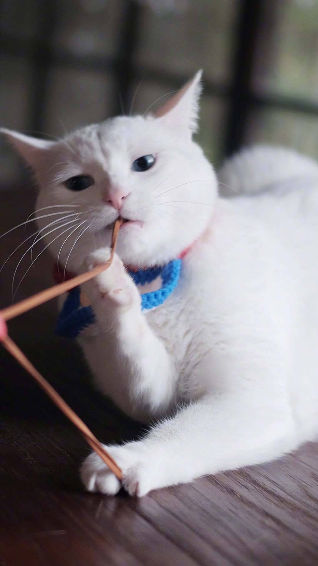 萌宠可爱猫咪高清手机桌面壁纸0606期