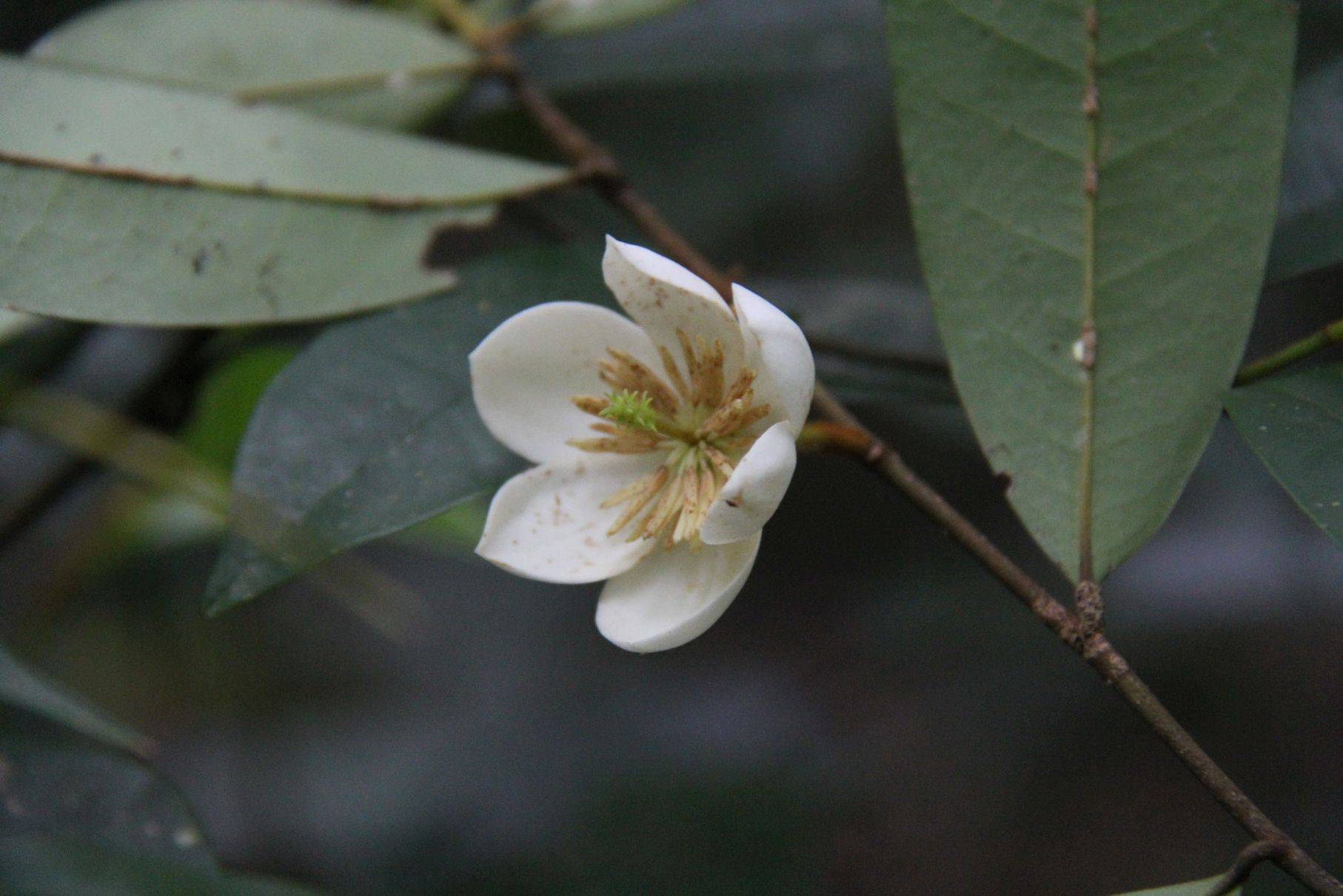 庆元植物1173木兰科含笑属野含笑