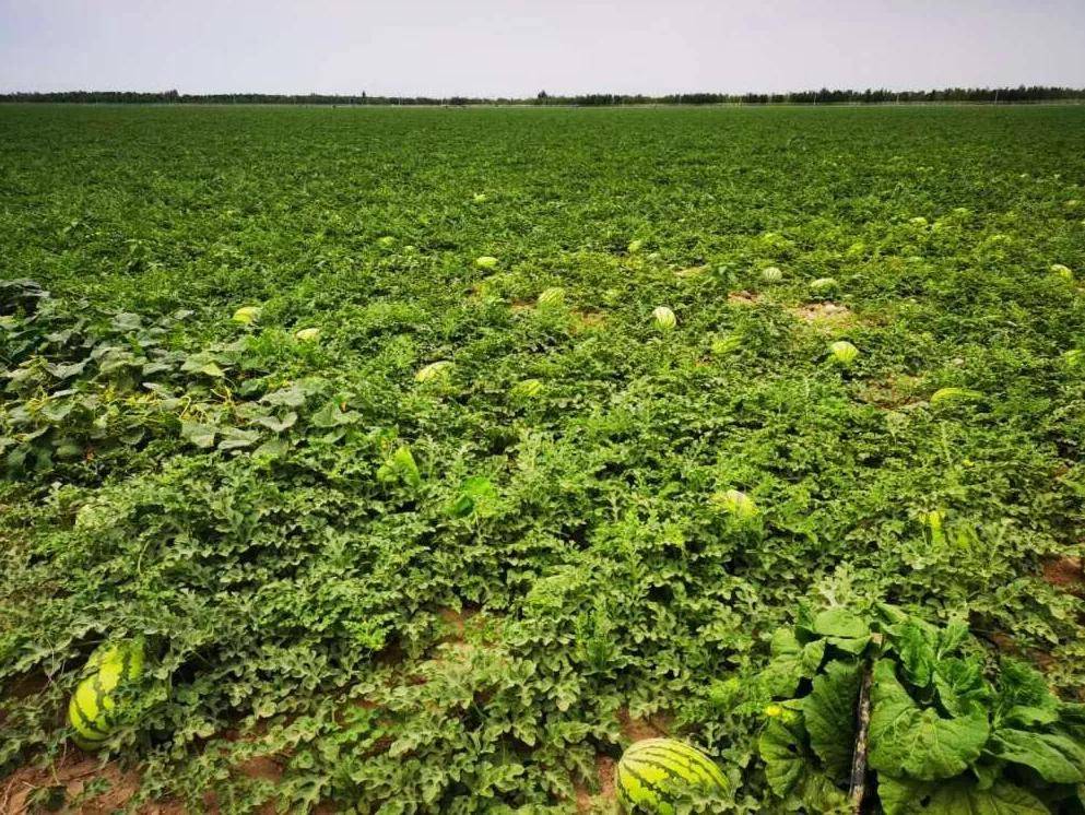 【园区动态】昌吉老龙河西瓜念好"品牌经"