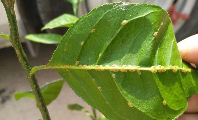 花友的柠檬树叶上爬满了有壳小虫,可能是介壳虫,如何防治?