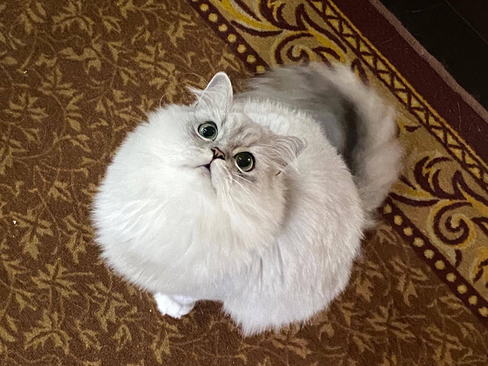 2020搜狐号晒宠大赛超萌宠物候选集一