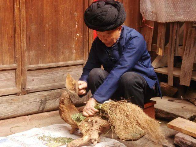 苗族医药的智慧——苗医药(癫痫症疗法)
