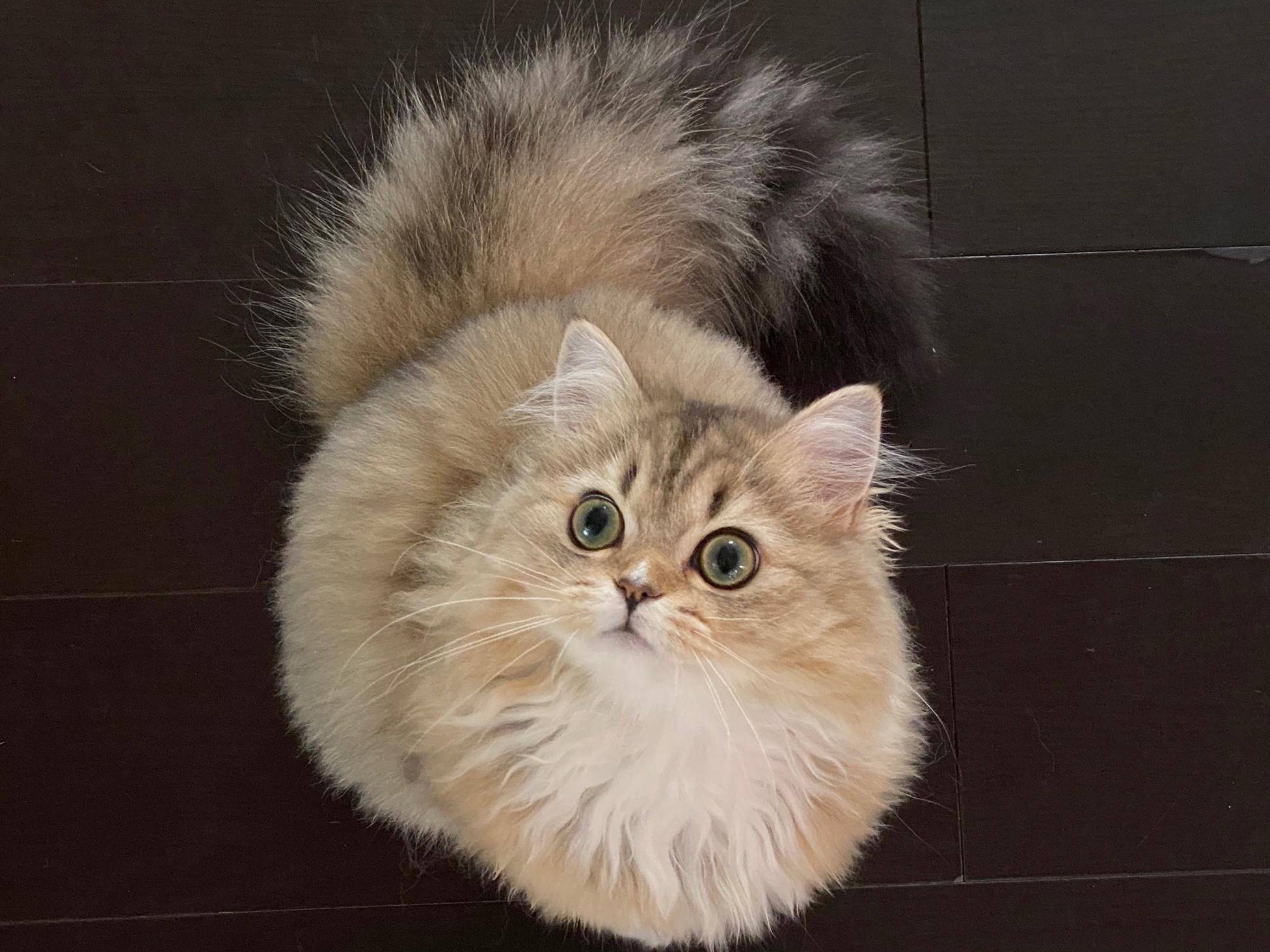 2020搜狐号晒宠大赛超萌宠物候选集一