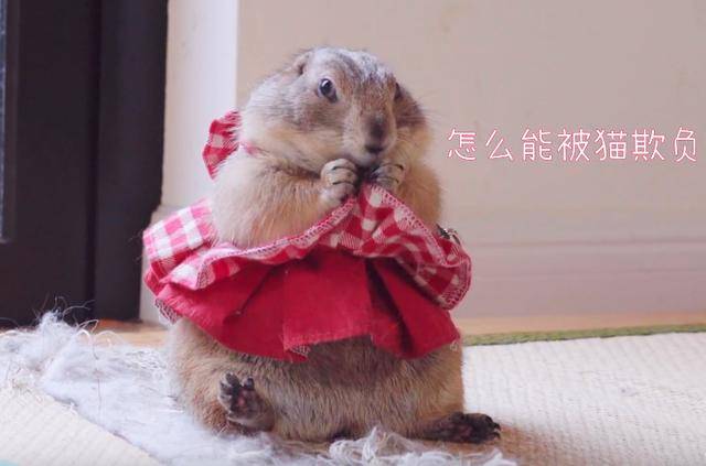 现实版"猫和土拨鼠",土拨鼠占领猫界!