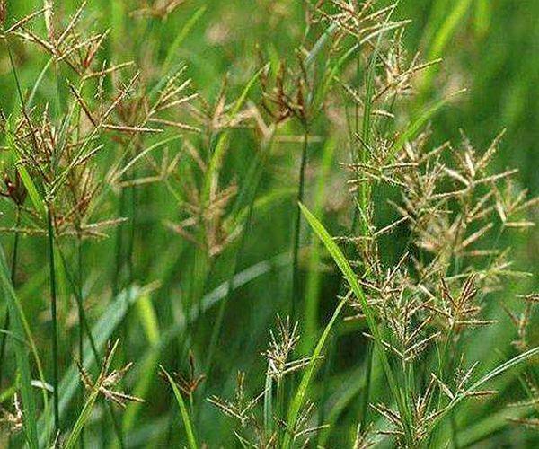 别再当杂草了它叫香附子是田间珍贵野生草药早知早受益