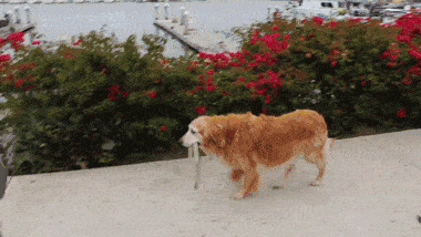 380_214gif 动态图 动图