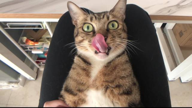 猫咪的3个无理取闹行为每一个都让铲屎官抓狂