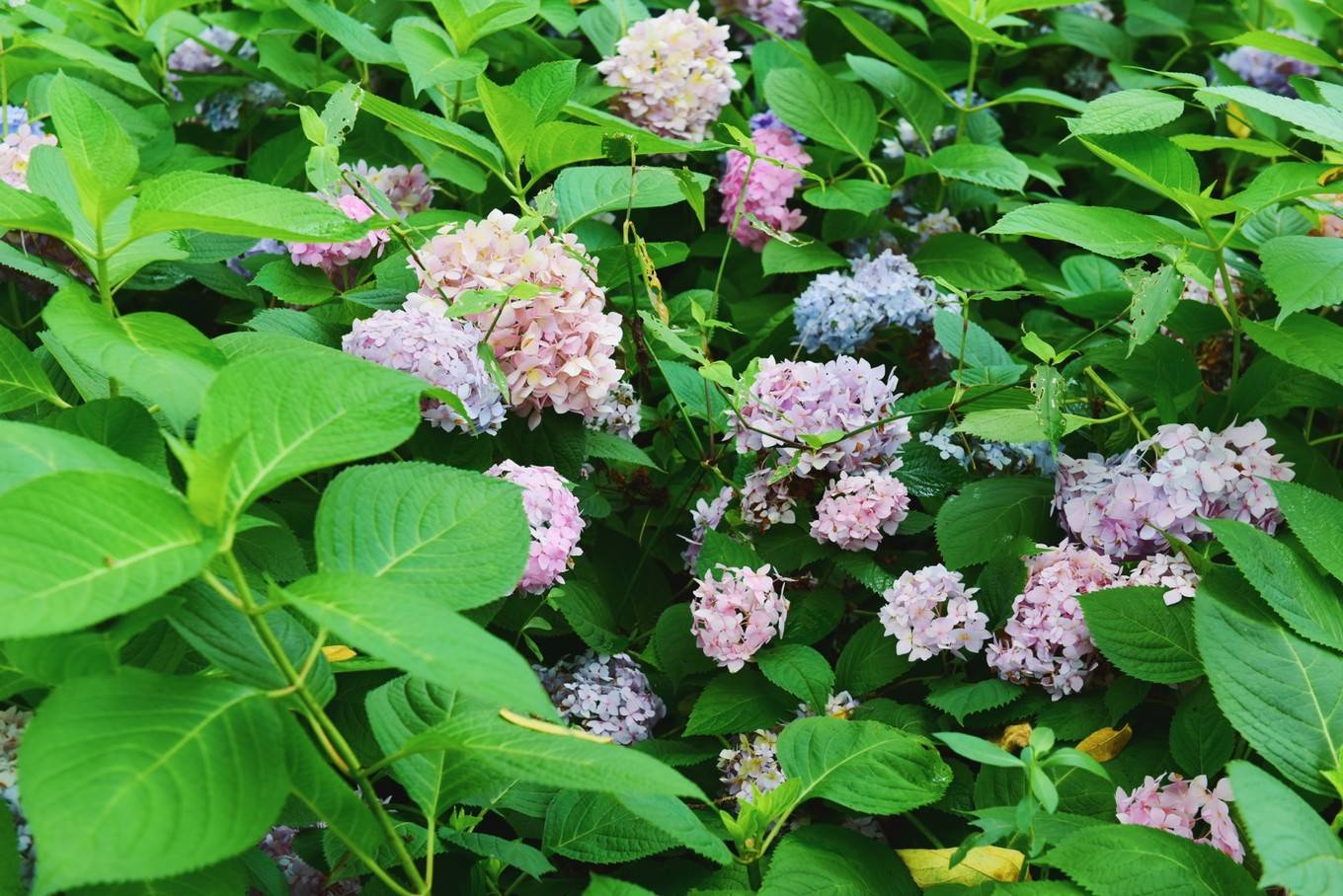 绿色世界花的海洋,在十里芳菲宠爱自己的24小时