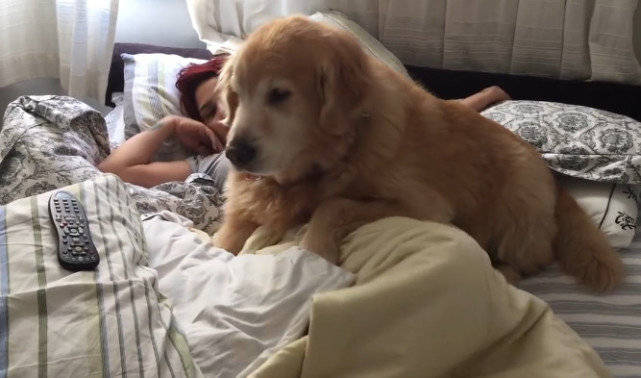 原创老龄金毛想主人陪伴,狗子只好想个坏点子,金毛还是老的狠