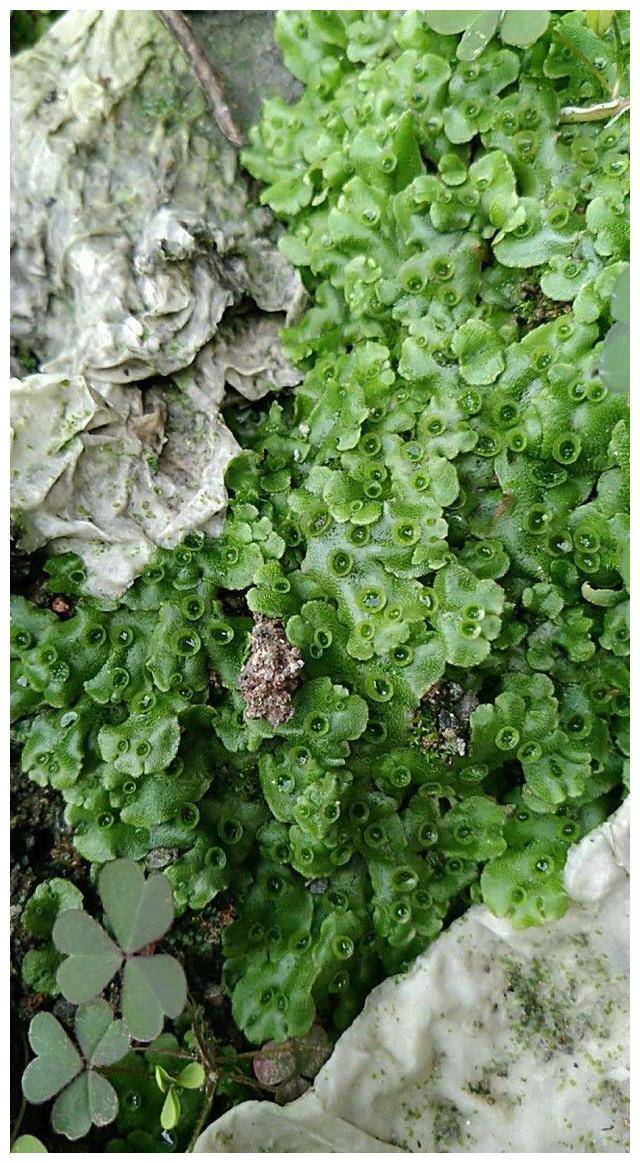 原来名字叫地钱,价值特别高!