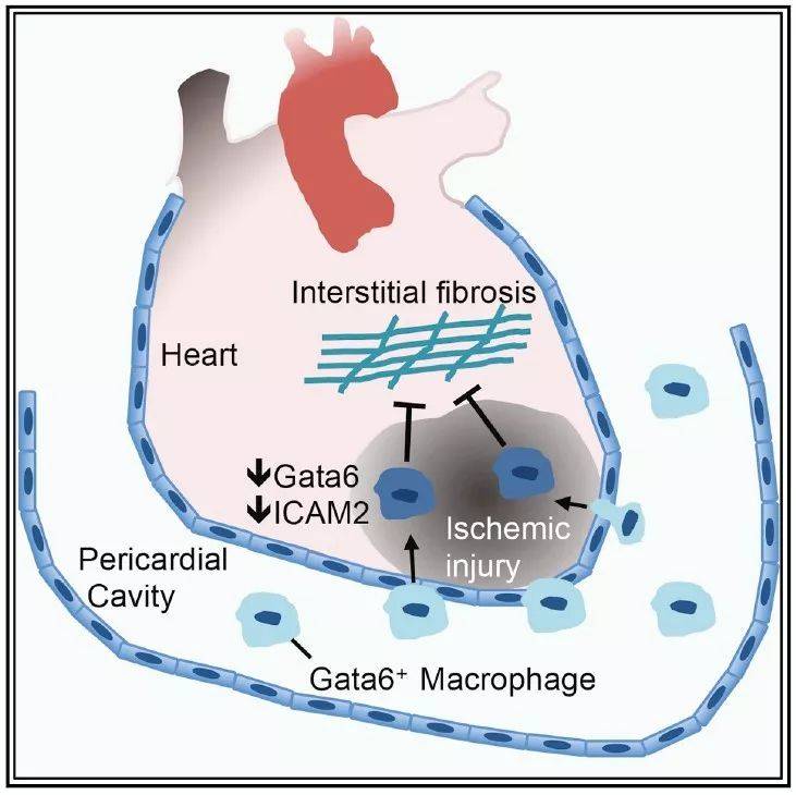 pericardial cavity图片