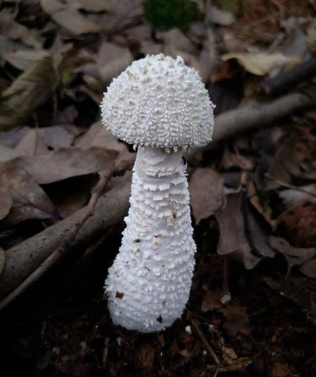 白色的毒蘑菇图片大全图片