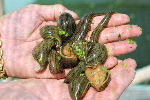 这些另类的宠物,你敢养吗?_蜘蛛