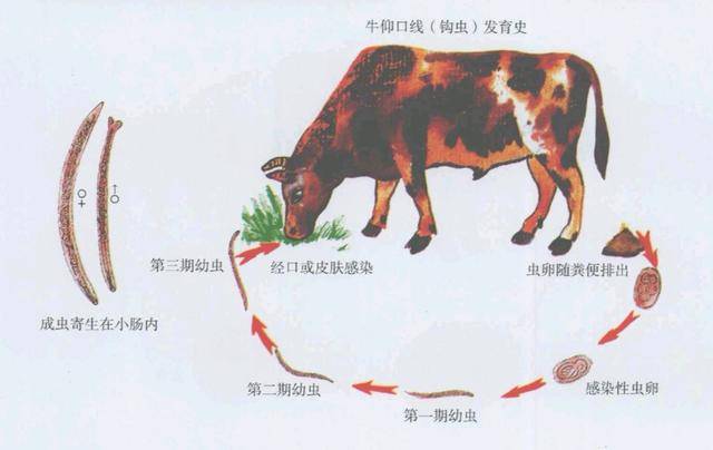 肉牛常见的驱虫误区有三种关键是要对环境驱虫