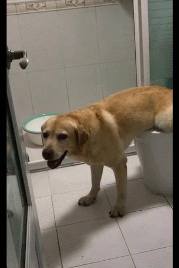 拉布拉多学会了用马桶上厕所,也太聪明了吧!狗:水费要涨了!