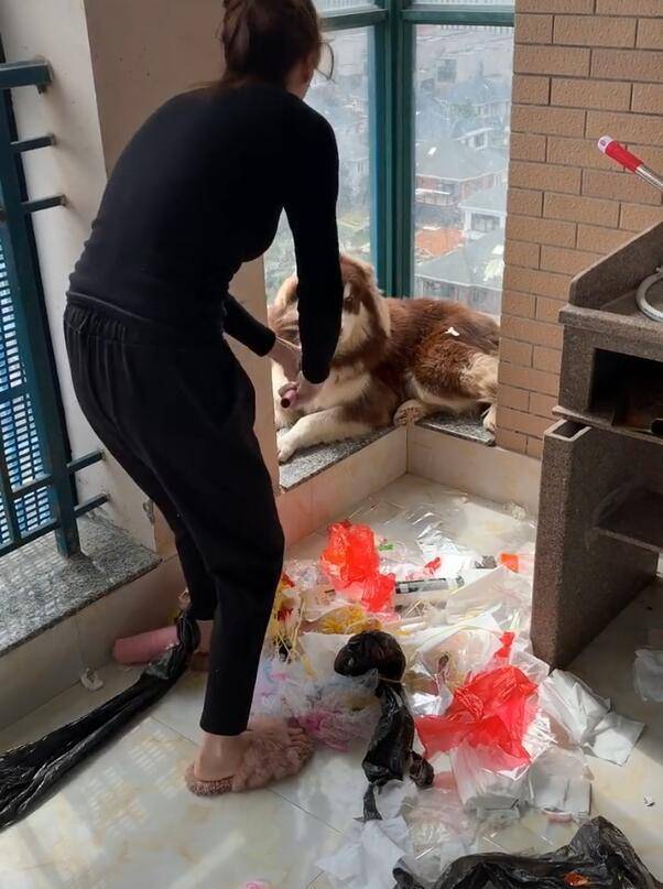 阿拉斯加拆家被抓现场!崩溃的主人:上辈子造了什么虐!_手机搜狐网