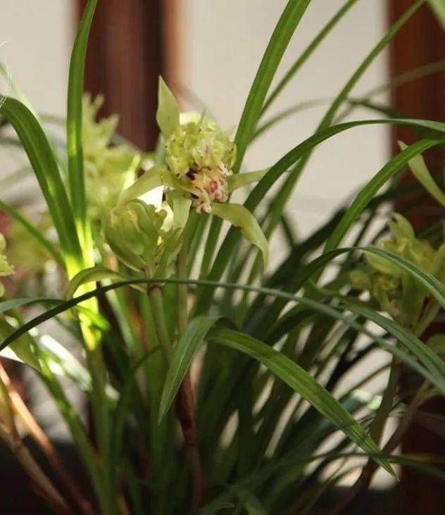 原创曾经天价的8种兰花如今跌落神坛普通人也买得起