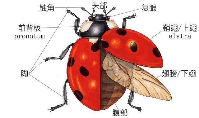 瓢虫的介绍种类图片